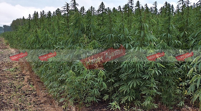 Ormanlık alandaki kenevirlere drone'li takip