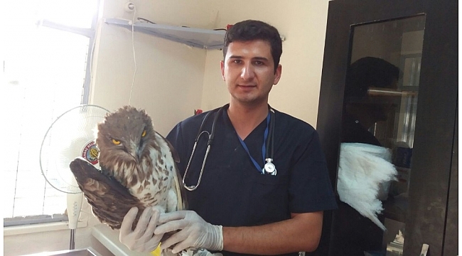 Kırkağaç'ta yaralı kartal tedavi edildi