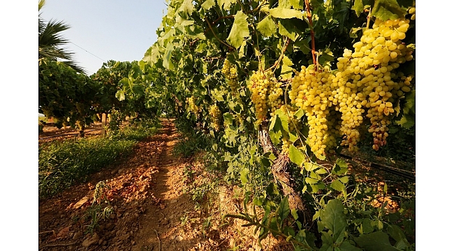 Üzüm bağlarından tenor sesleri yankılanacak