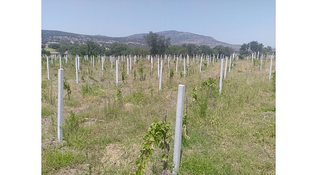 Yunusemre'de organik bağcılık gelişiyor