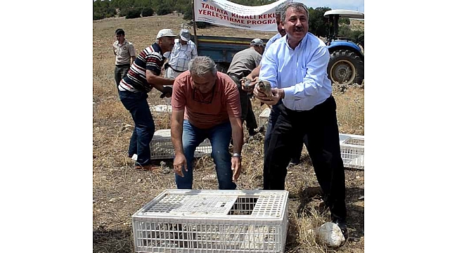 Yüzlerce keklik doğaya salındı