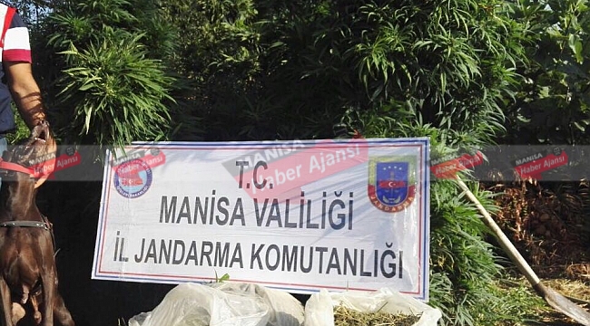 Bağ evine uyuşturucu operasyonu