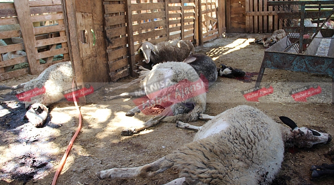 Manisa'da 50'den fazla küçükbaş hayvan telef oldu