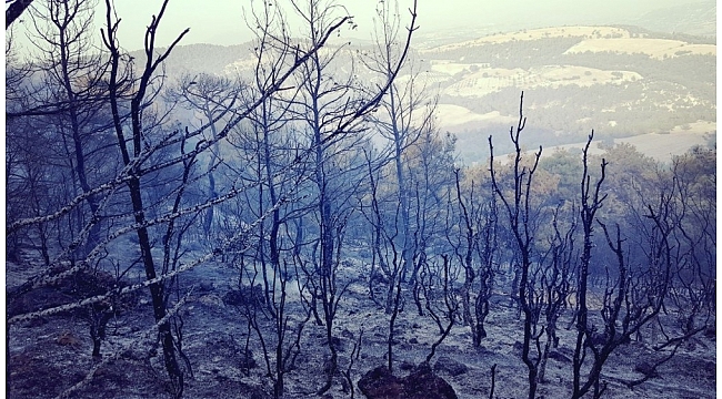 Selendi'de 80 dönüm kızılçam ormanı kül oldu