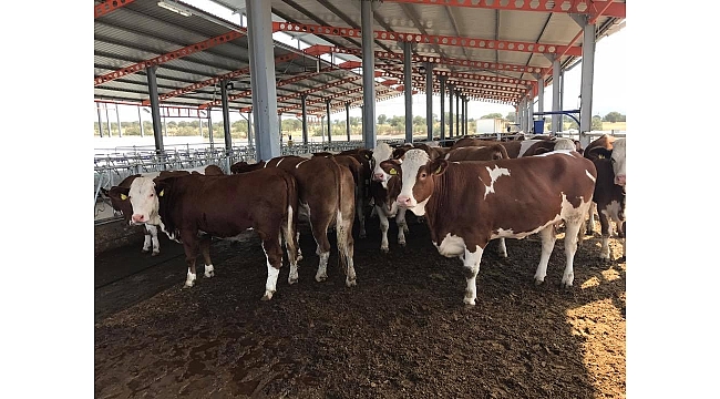 Simental cinsi gebe düveler Kula&#039;ya geldi