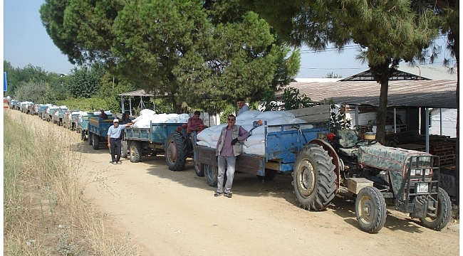 TARİŞ depolarında üzüm kuyruğu