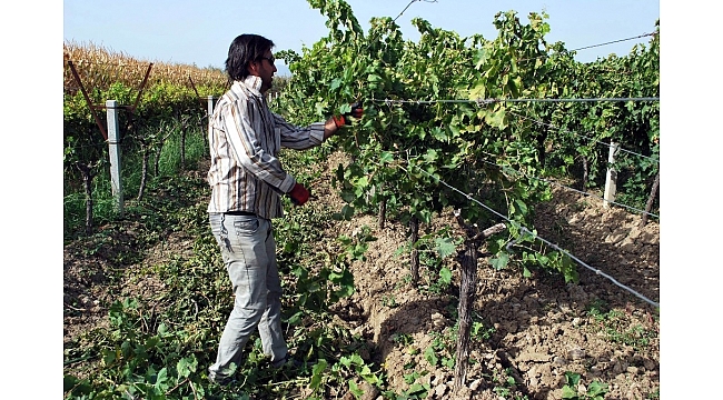 Üzüm fiyatlarını protesto için bağını köklemeye başladı