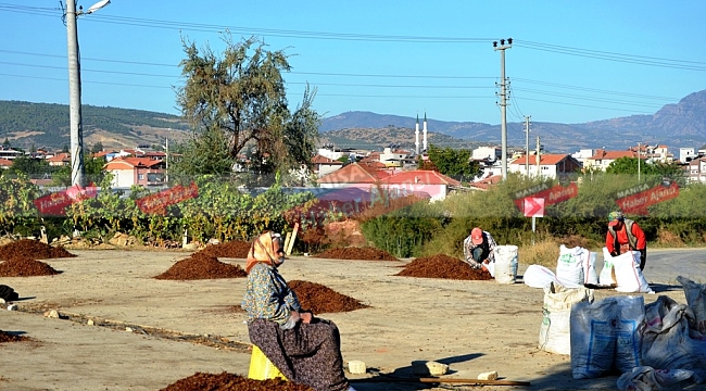 Üzümler çuvala girdi, üretici fiyat bekliyor
