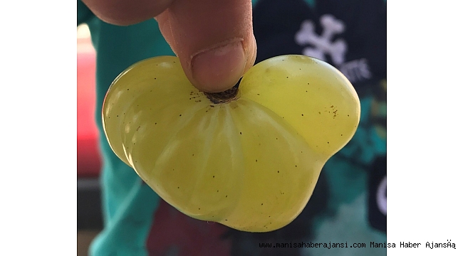 Yediz ve dördüz üzüm tanesi görenleri şaşırttı