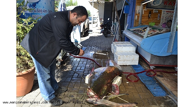 Manisa&#039;da dev yayın balığı şaşkınlığı