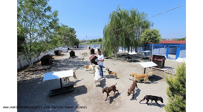 Saruhanlı Belediyesinden sokak hayvanlarına şefkat eli