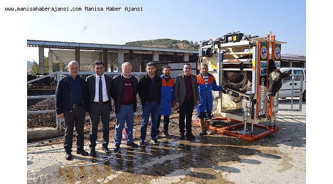 Büyükbaş hayvanlara tırnak bakımı uyarısı