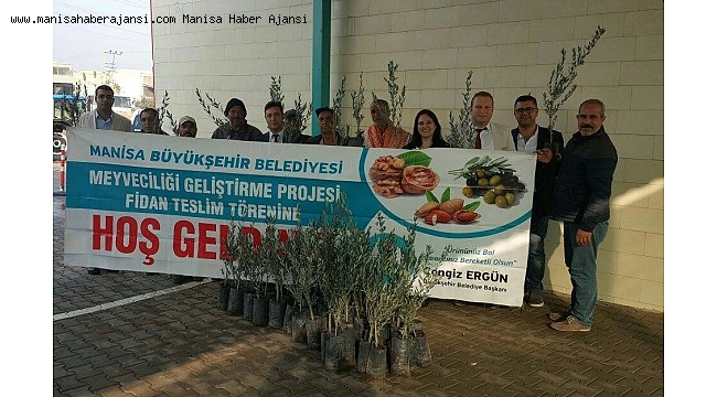 Büyükşehirden üreticiye 122 bin 500 adet zeytin fidanı desteği