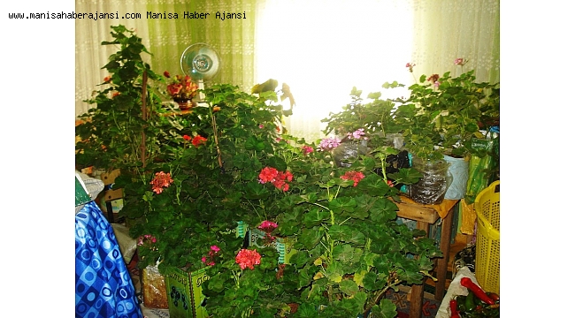 Evin odasını botanik bahçesine dönüştürdü