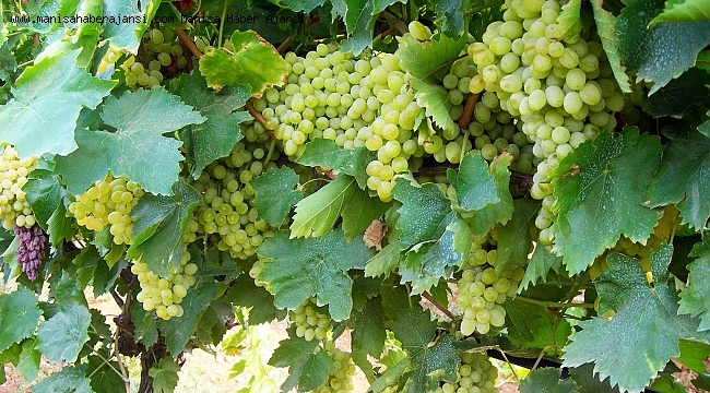 Manisa'nın Çekirdeksiz Sultani Üzümü tescilleniyor