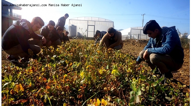 Öğrencilerin yetiştirdiği fideler okullarına gelir olarak dönüyor
