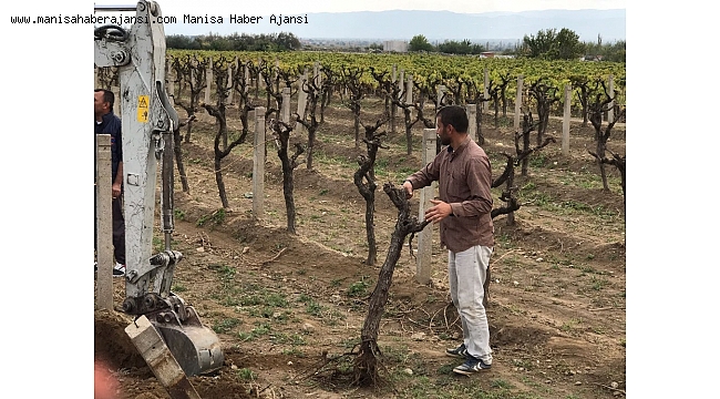 Üzüm fiyatları beklentiyi karşılamayınca bağını sökmeye başladı