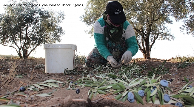 Zeytinin verimi çok yağı az