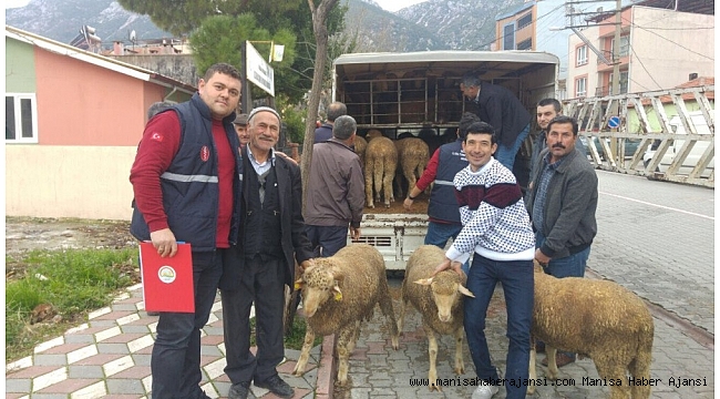 Kırkağaç'ta damızlık koç dağıtımı