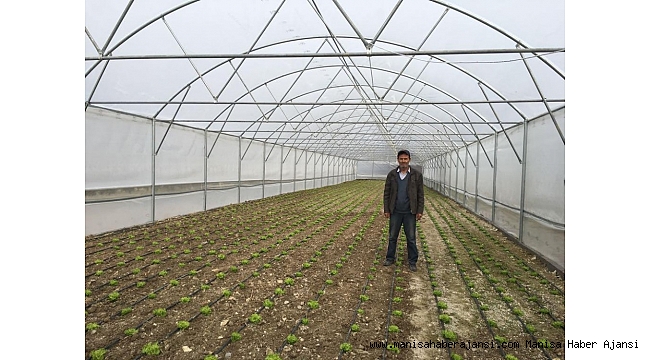 Kırkağaç'ta seralarda üretim başladı