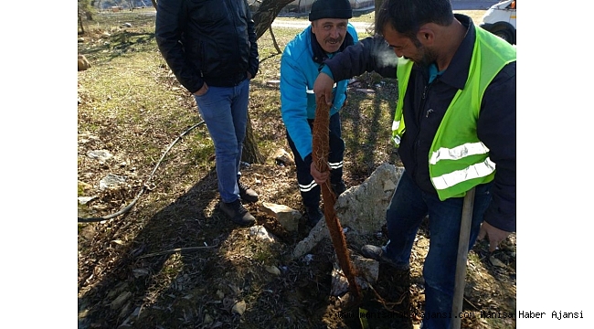 Manisa&#039;da 5 metrelik ağaç kökü görenleri şaşırttı