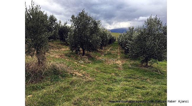 Manisa&#039;da bin 500 zeytin ağacı taşındı