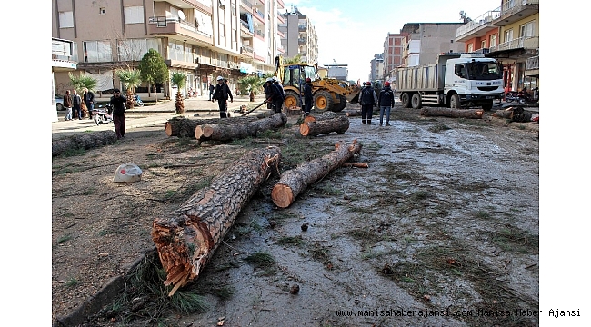 Salihli&#039;de çürüme nedeniyle tehlike oluşturan ağaçlar kesildi