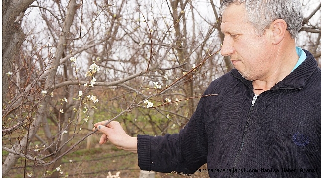 Sarıgöl&#039;de papatyaların ardından erikler de çiçek açtı