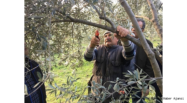 Sarıgöl&#039;deki zeytin üreticilerine budama eğitimi