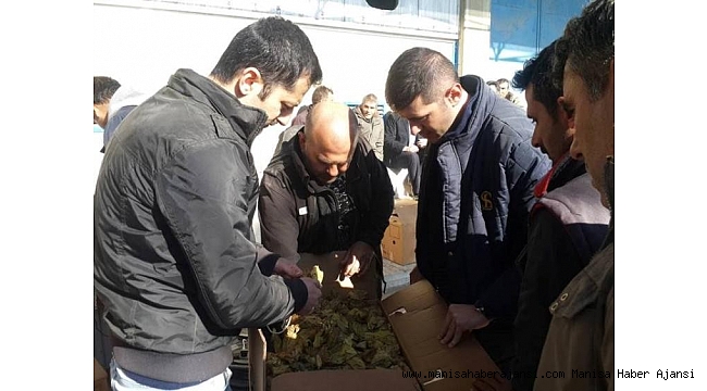 Selendi&#039;de yeni mahsül tütün alımları başladı