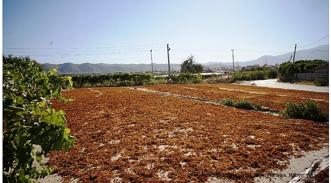 Ziraat odası başkanınından üzüm hoşafı çağrısı