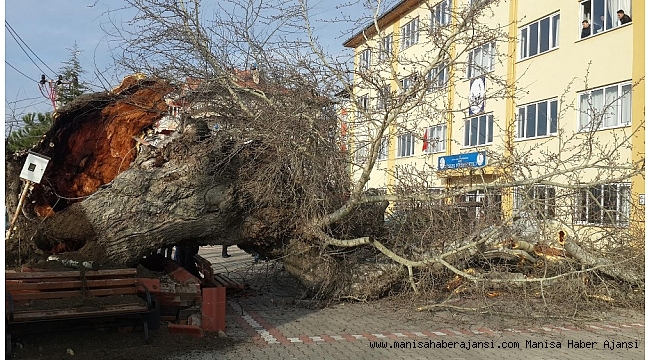 170 yıllık ağaç devrildi