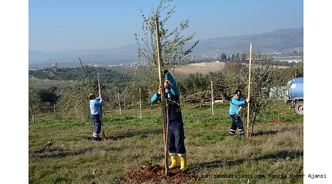 Dikilen ağaçlar vatandaşın ekonomisini canlandıracak