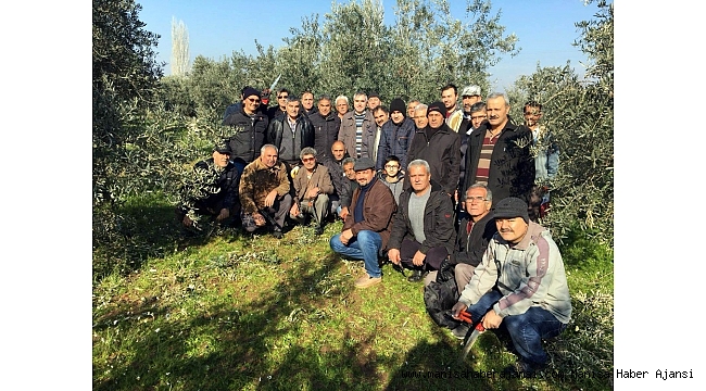 Dokuz mahallede zeytin budama eğitimi