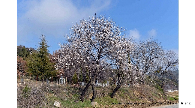 Erik ağacı şubat ayında çiçek açtı