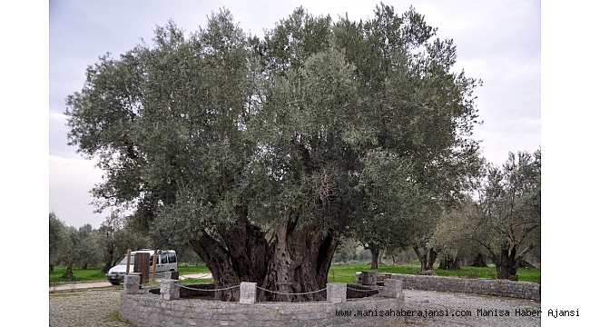 Kırkağaçlıları ve Hristiyanları heyecanlandıran gelişme
