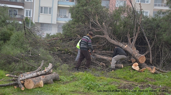 Manisa&#039;da kesilen ağaçlar tepkiye neden oldu