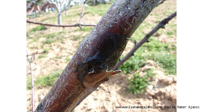 Salihli İlçe Tarım&#039;dan meyve üreticilerine uyarı