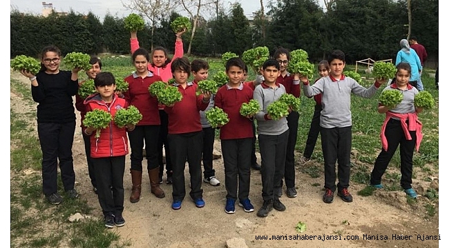 Ağaç dostları hasatta