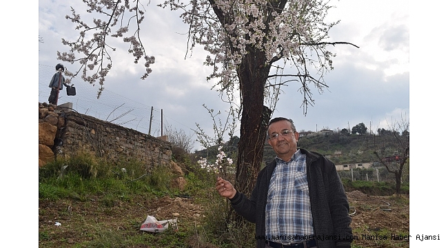 Alaşehir&#039;de erik ve kayısı ağaçları çiçek açtı