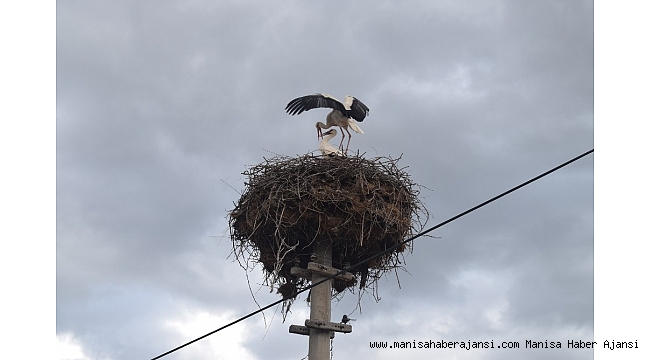 Baharın müjdecisi leylekler Alaşehir&#039;e gelmeye başladı