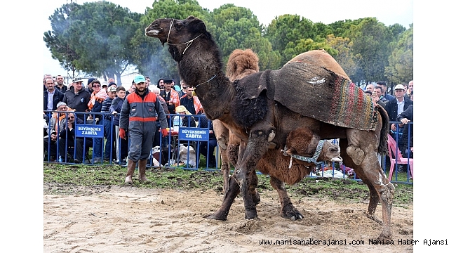 Develer &#039;Afrin Şehitleri Kupası&#039; için güreşti