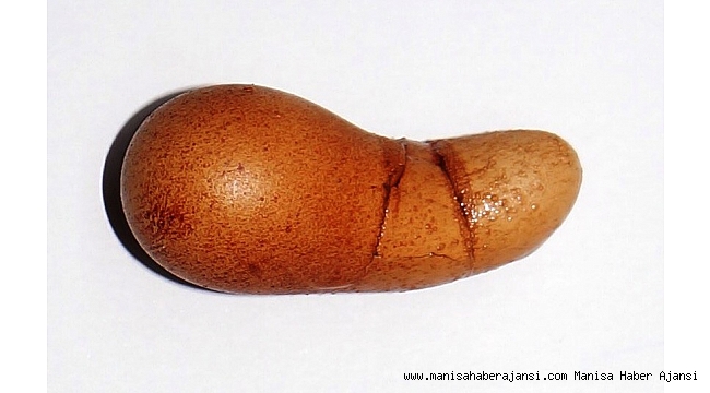 Sarıgöl'de görenleri şaşırtan yumurta