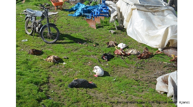 Sokak köpekleri, kümes hayvanlarını telef etti
