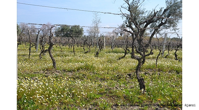 Üretici bağların erken uyanmasından korkuyor