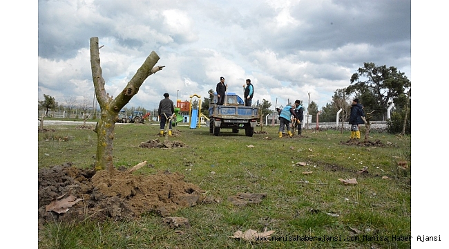 Yunusemre'de ağaçlandırma çalışmaları sürüyor