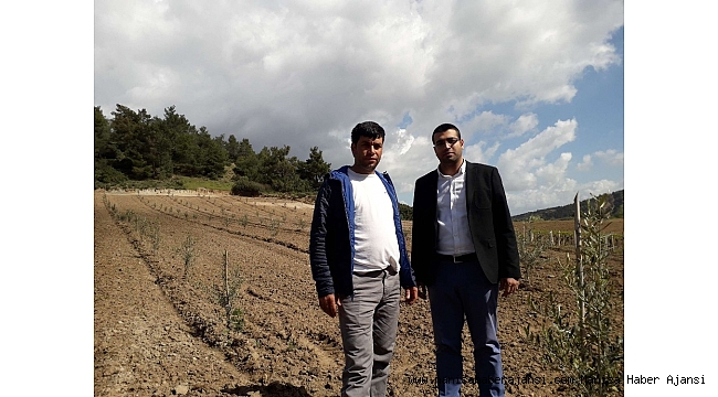 Ahmetli&#039;nin fidanları kontrol altında