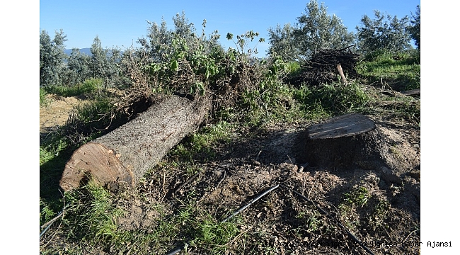 Eşinin kestiği ağacın altında kalan kadın hayatını kaybetti