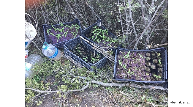 Manisa&#039;da 300 kök kenevir ele geçirildi