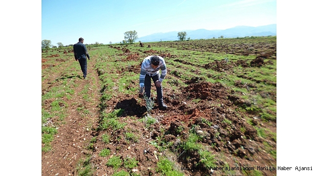 Meyve fidanları emin ellerde